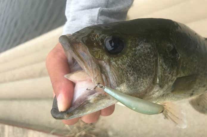 ベントミノーでバスを釣った画像