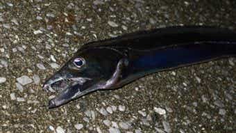太刀魚の画像