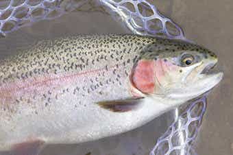 大型のニジマス