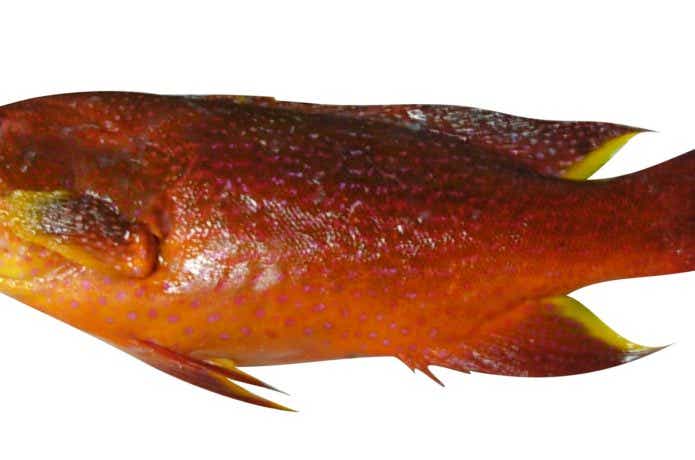 バラハタの体色