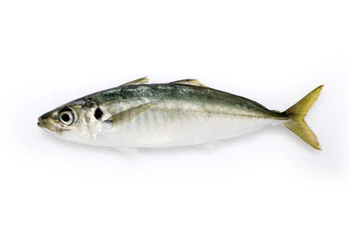 マアジの分かりやすい画像