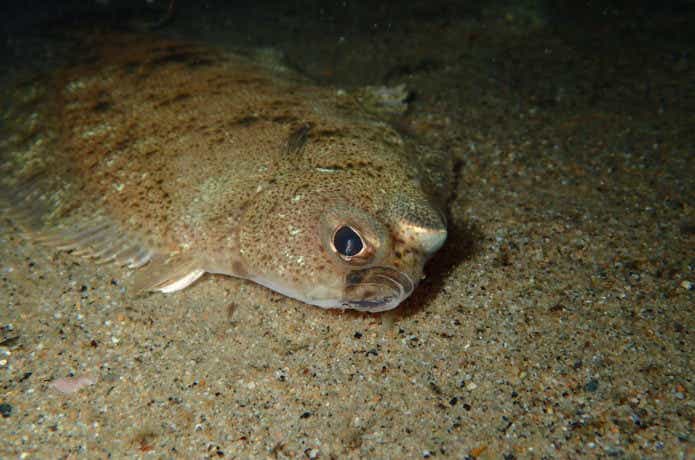 水中のマガレイの様子