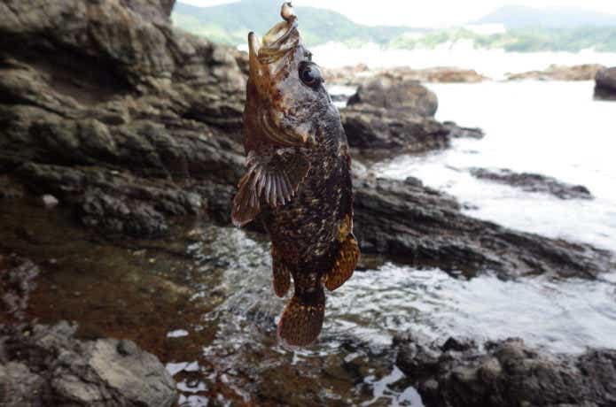 ソイ釣りの画像