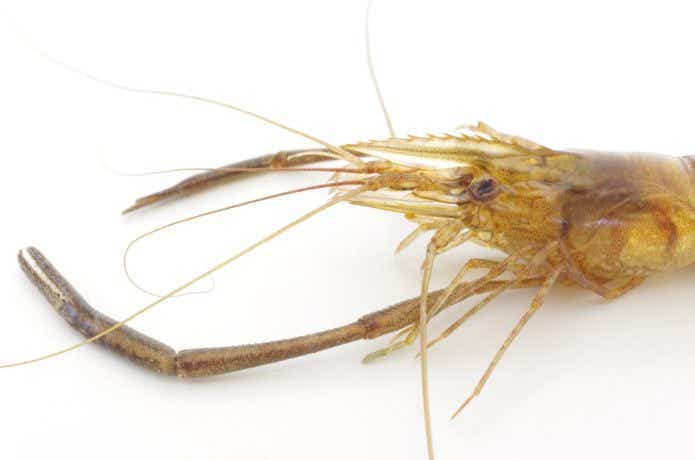 テナガエビの特徴の画像