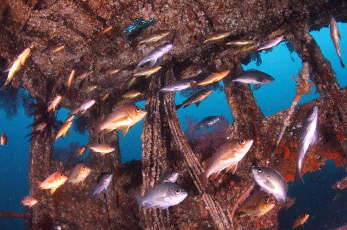 ソイとメバルの画像