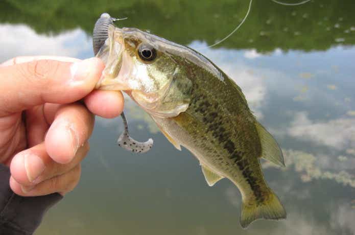 釣りパラダイスのバスの画像