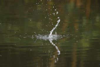 ボイルした画像