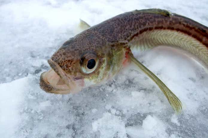 ハタハタの釣り方、旬の季節と美味しく食べるレシピをチェック | TSURI