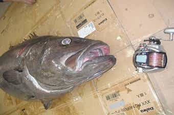 イシナギ釣り