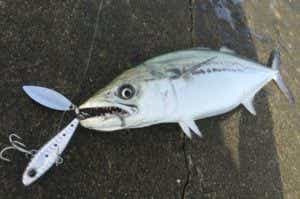 釣具のポイントのスピンテール