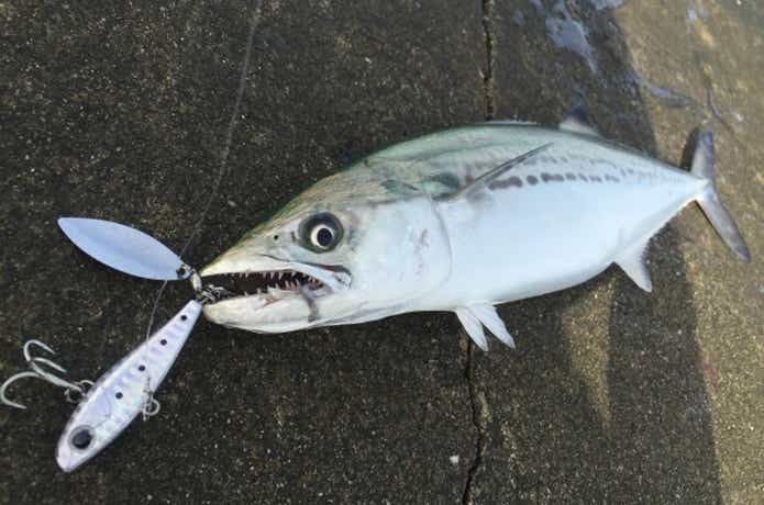 釣具のポイントのスピンテール