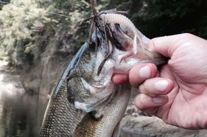 スモラバで釣ったバス