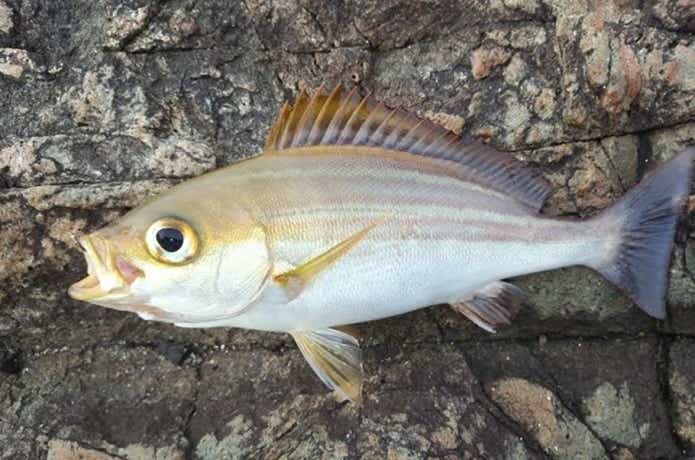 磯でイサキを釣った画像