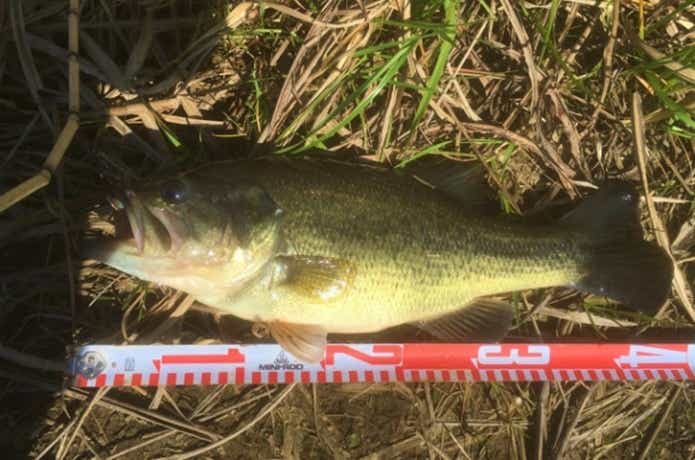 遠賀川のバス釣りルアーの画像