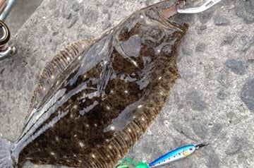 海釣りルアーで狙う中型魚の画像