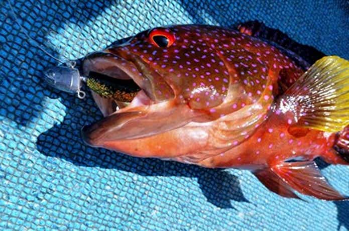 バラハタ ワーム