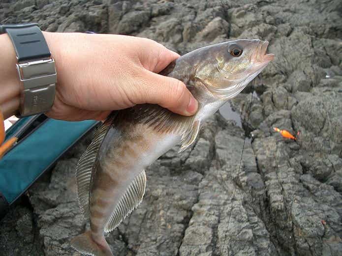 ホッケ釣り