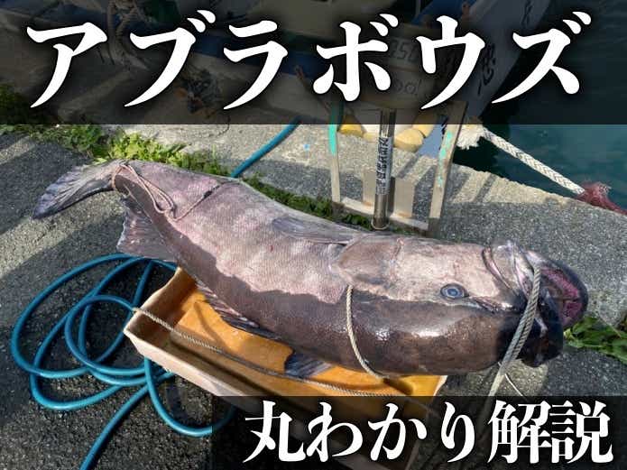 アブラボウズってこんな魚！ 全身トロ？食べると下痢する？謎の高級魚を怪魚ハンターが超解説！