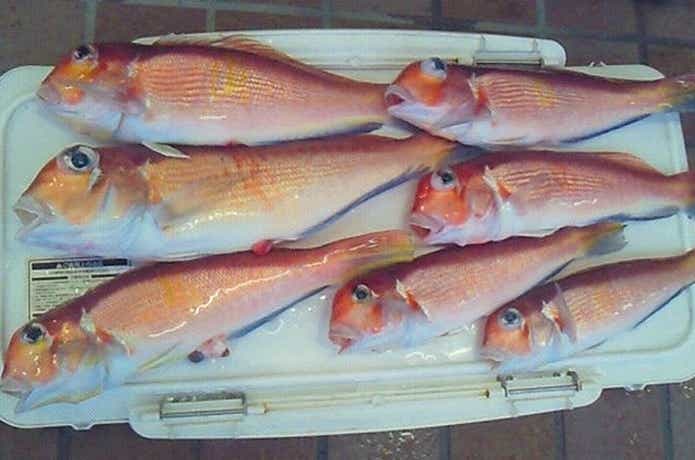アマダイ大漁