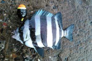 サンバソウ釣り