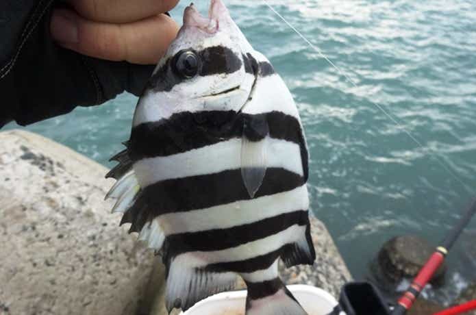 シマダイの画像