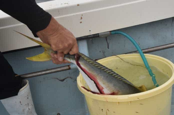 魚の締め方の画像