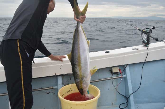魚の締め方の画像