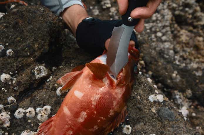 魚の締め方の画像