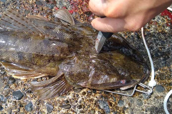 魚の締め方の画像