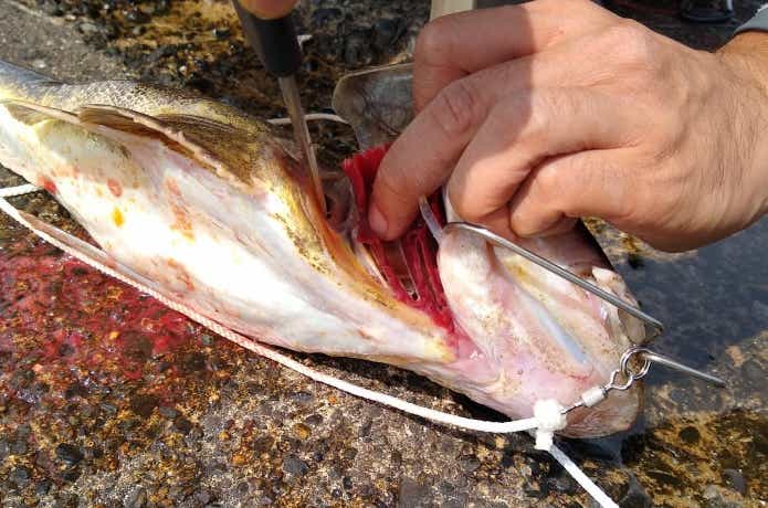 魚の締め方の画像