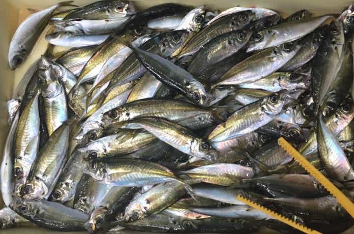 魚の締め方の画像