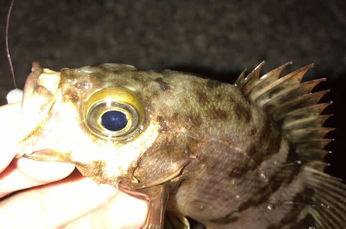 メバリングの釣果