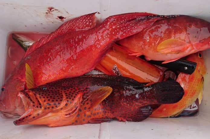 バラハタクーラーボックス