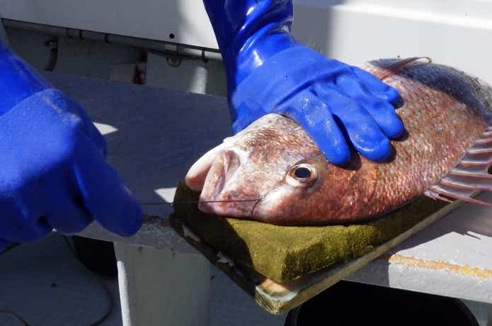 魚の締め方の画像