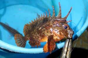 定番毒魚ハオコゼ