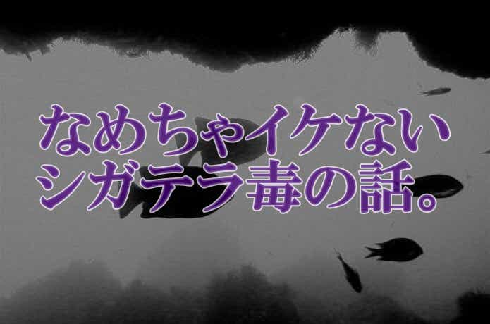 シガテラ毒に見分け方はない？【釣れた魚にも注意】症状と対策について解説 | TSURI HACK[釣りハック]