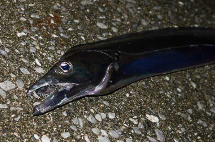太刀魚の画像