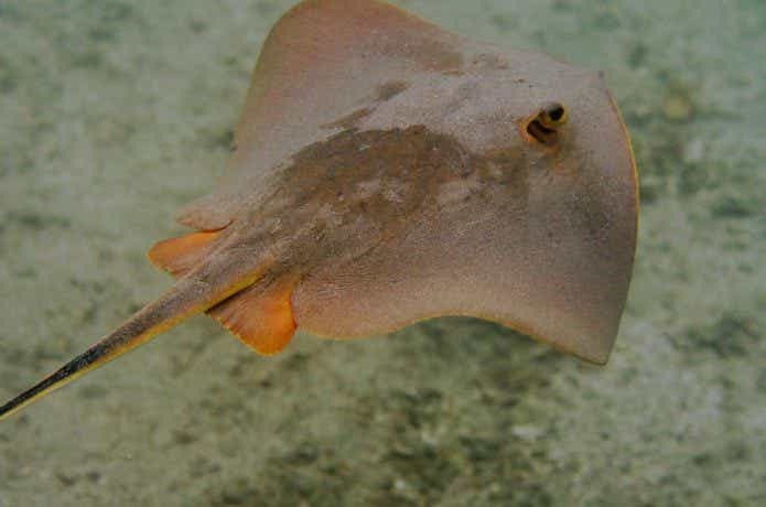 アカエイの魚体の画像