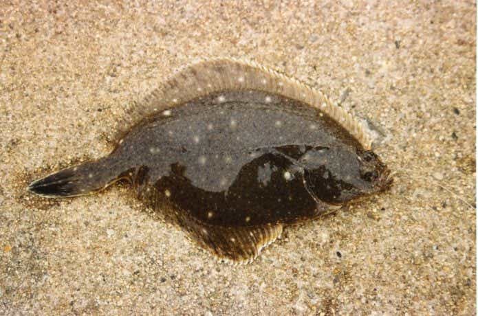 カレイの魚体の画像
