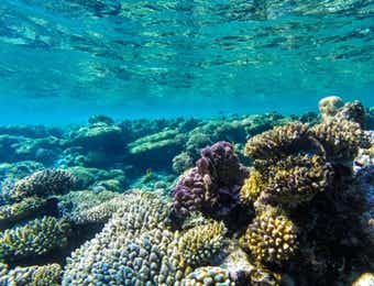綺麗なサンゴ