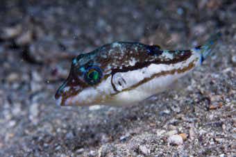 キタマクラの成魚