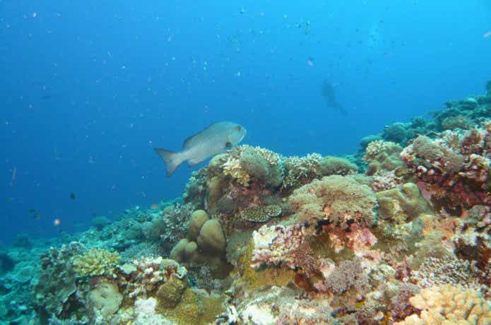 シガテラの魚の画像