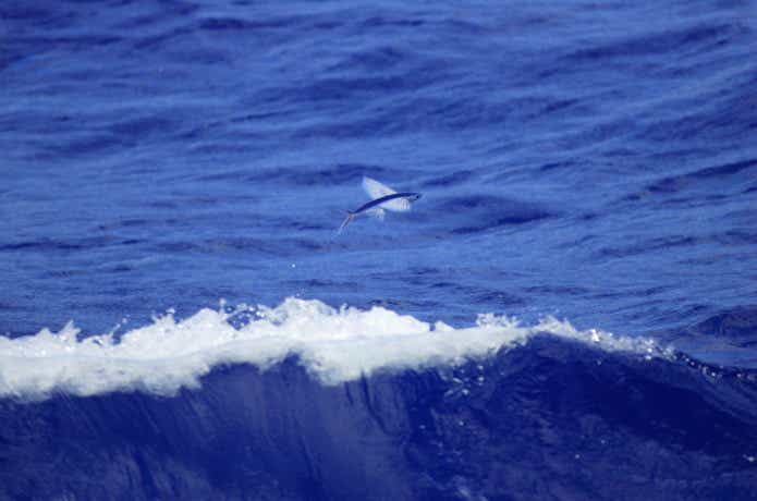 トビウオが飛んでいる姿