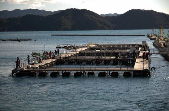 海上釣り堀
