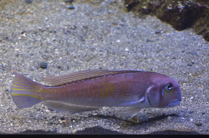アマダイの生態