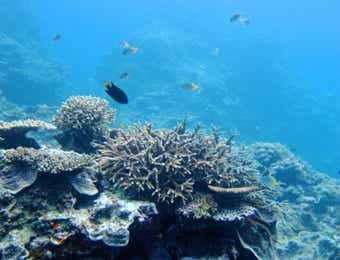 サンゴ礁