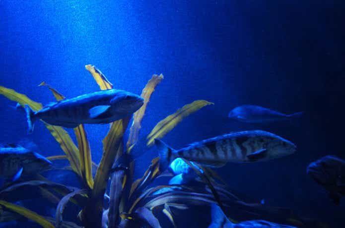 夜の海、ホッケ