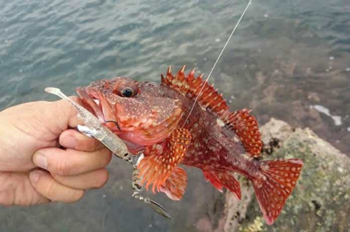 根魚