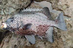 地磯で釣れたイシガキダイ