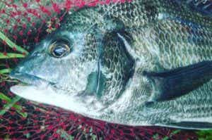 ズボ釣りの画像